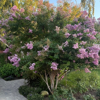 Lagerstroemia indica x fauriei 'Muskogee'