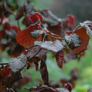 Corylus avellana 'Red Dragon'