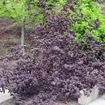 Corylus avellana 'Burgundy Lace' PP28216