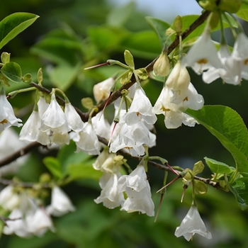 Styrax japonicus 'JFS-E' PP22641P3