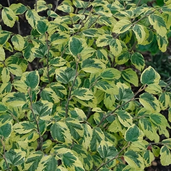 Hamamelis virginiana 'Little Prospect'