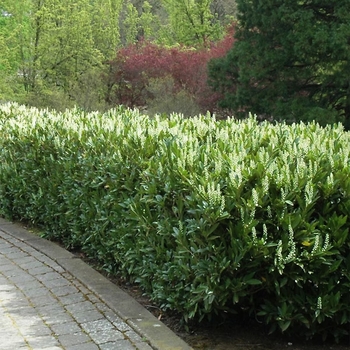 Prunus laurocerasus 'Schipkaensis'
