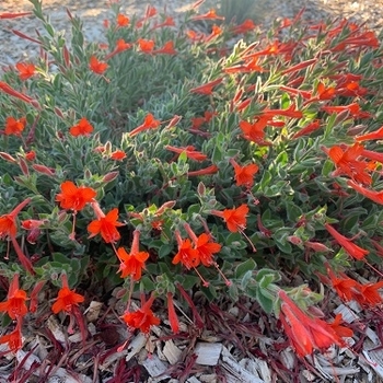 Zauschneria garrettii 'Orange Carpet&reg;' PP18,951