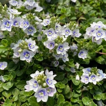 Veronica 'Snowmass®' P018S