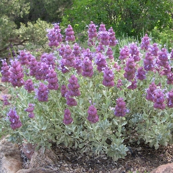 Salvia mohavensis