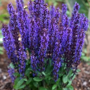 Salvia nemorosa 'Midnight Purple' 