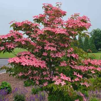 Cornus kousa 'Rutpink' PP28311