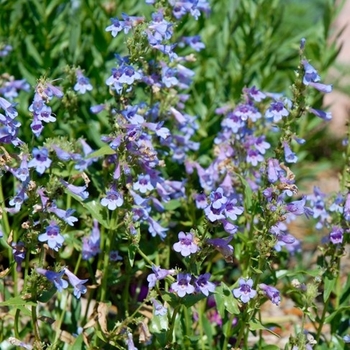Penstemon linarioides ssp. coloradoensis 'Silverton®' USPP31326P2