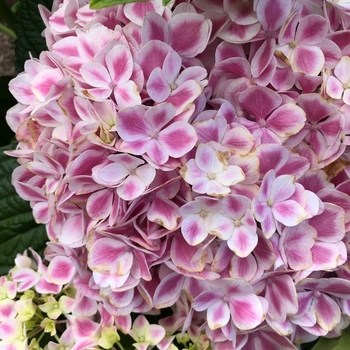 Hydrangea macrophylla 'REI13' PP21,129