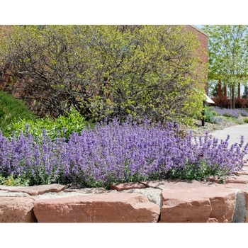 Nepeta 'Little Trudy®' Pfiske PP18904