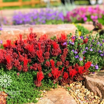 Monardella macrantha