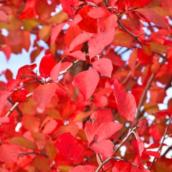 Nyssa sylvatica 'The James' PP29473