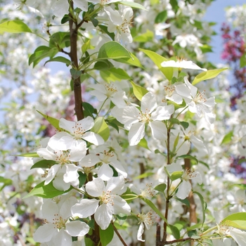 Malus baccata var. mandshurica