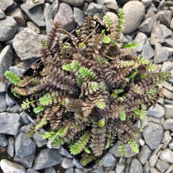 Leptinella squalida 'Platt's Black'