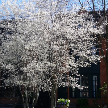 Amelanchier arborea