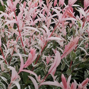 Salix integra 'Hakuro-Nishiki'