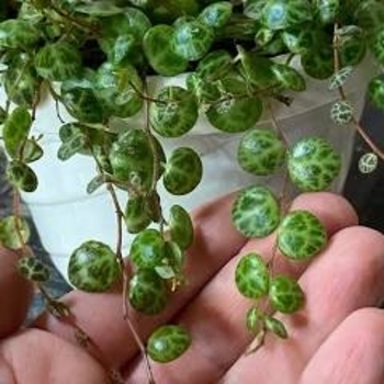 Peperomia prostrata