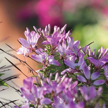 Cleome hassleriana 'Clio Magenta'