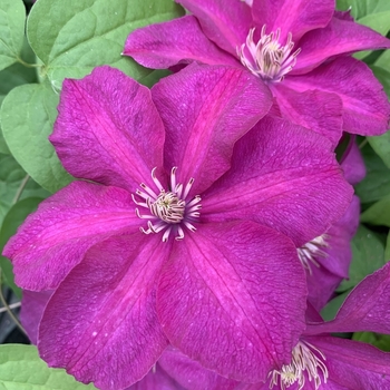 Clematis 'Cardinal Wyszynski'