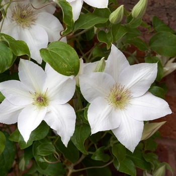 Clematis 'Guernsey Flute™'