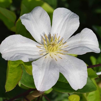 Clematis 'Huldine'