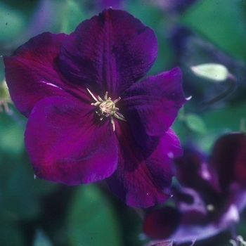 Clematis jackmanii 'Superba'