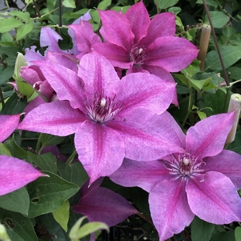 Clematis 'Rosalie' PPAF