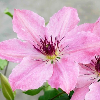 Clematis 'Sarah Elizabeth™' PP29,400P2