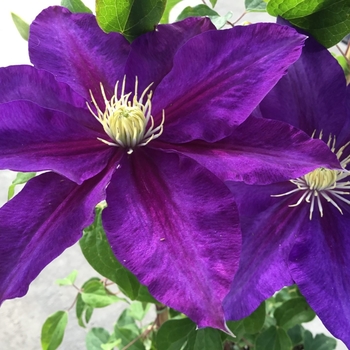 Clematis 'Evipo118(N)' 22,921