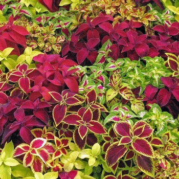 Coleus 'Fairway Ruby'