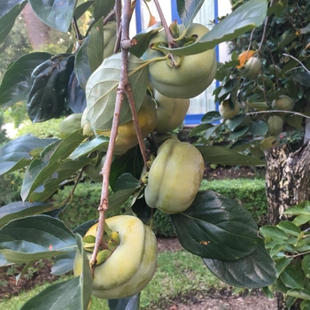 Diospyros kaki 'Tamopan'