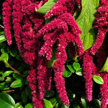 Amaranthus cruentus 'Hopi Red Dye'