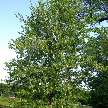 Betula nigra