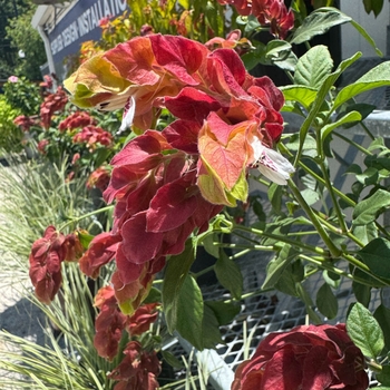 Justicia brandegeana