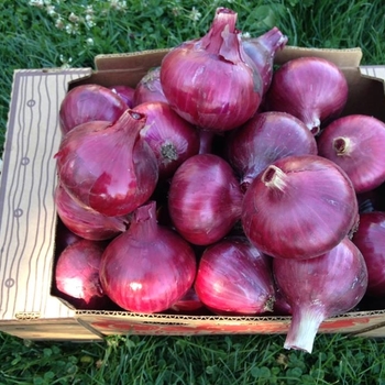 Allium cepa 'Red Zeppelin'