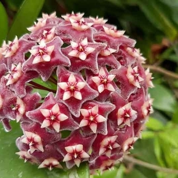 Hoya 'Multiple Varieties'
