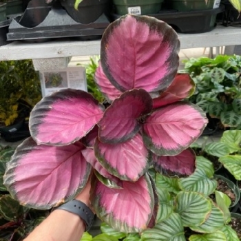 Calathea roseopicta 'Pink Star'