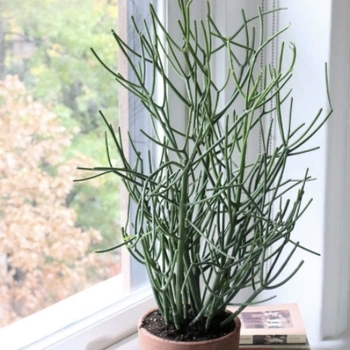 Euphorbia tirucalli 'Green' 