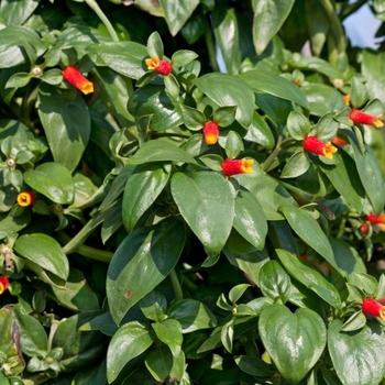 Manettia luteo-rubra