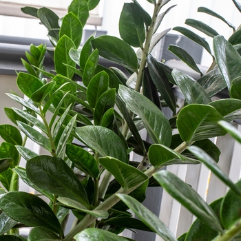 Zamioculcas zamiifolia