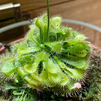Drosera spatulata