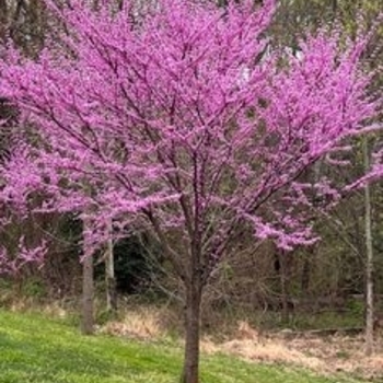 Cercis canadensis 'Minnesota Strain'