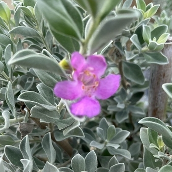 Leucophyllum frutescens