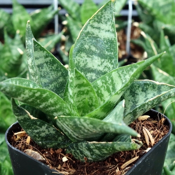 Sansevieria cylindrica 'Boncel'