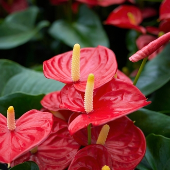Anthurium