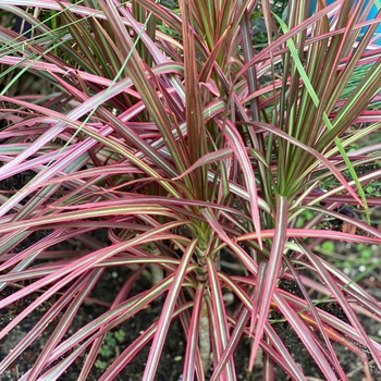 Dracaena marginata 'Colorama'