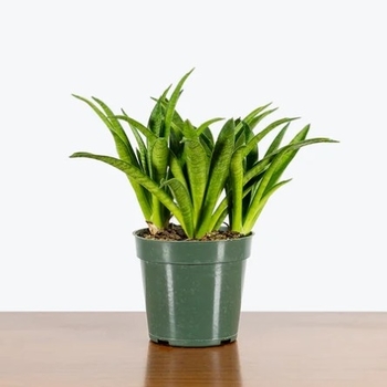 Sansevieria trifasciata