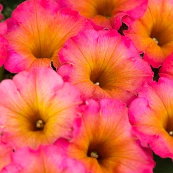 Petunia 'Mayan Sunset'