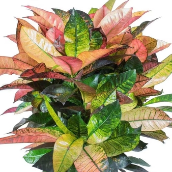 Codiaeum variegatum 'Mrs. Iceton'