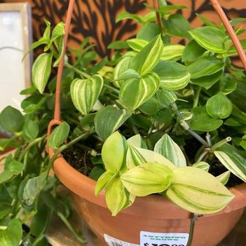 Tradescantia 'Multiple Varieties' 